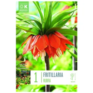 Kapiteyn 1 Rubra Fritillaria Imperialis Spring Flowering Bulb